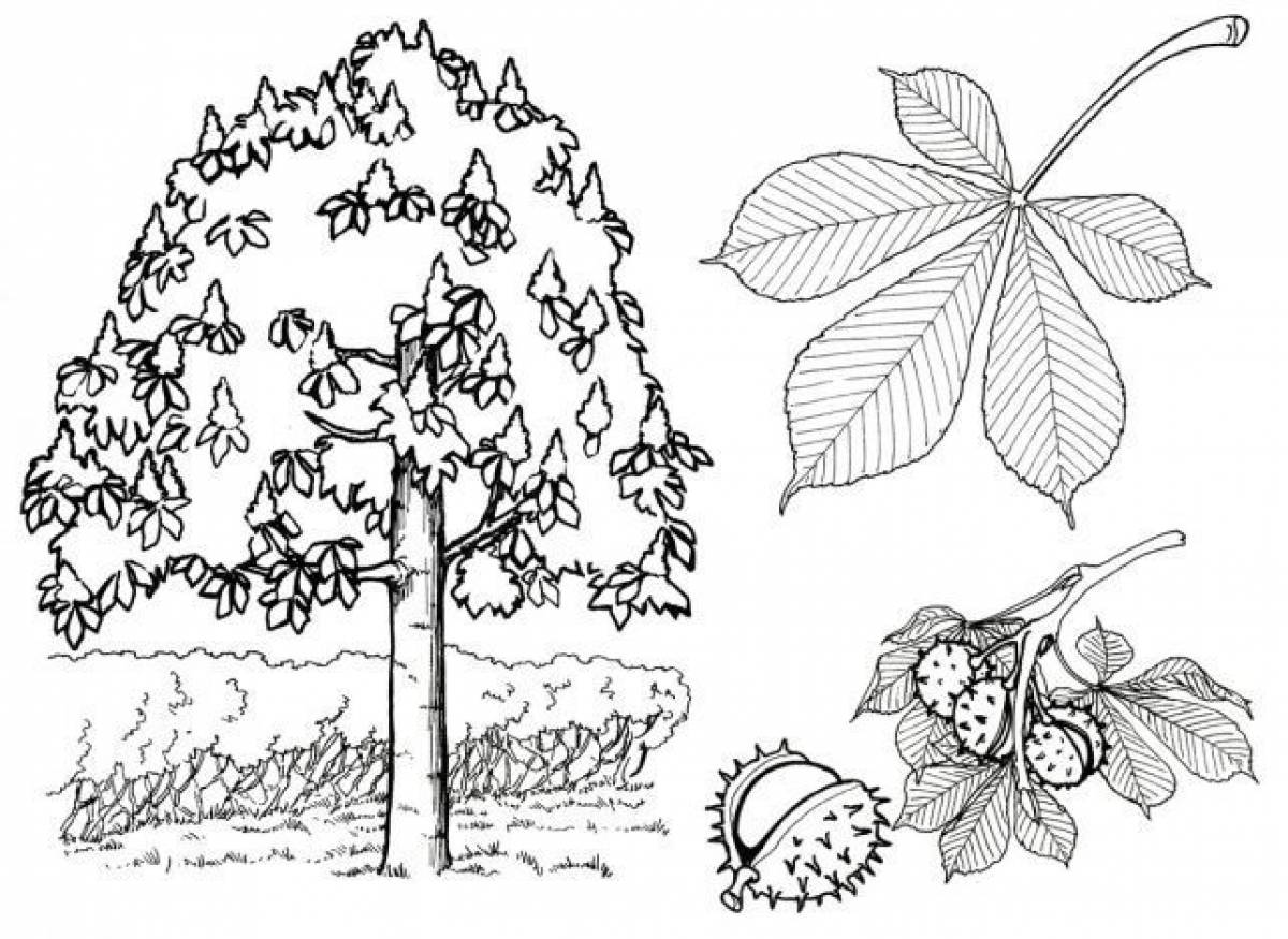Chestnut coloring page