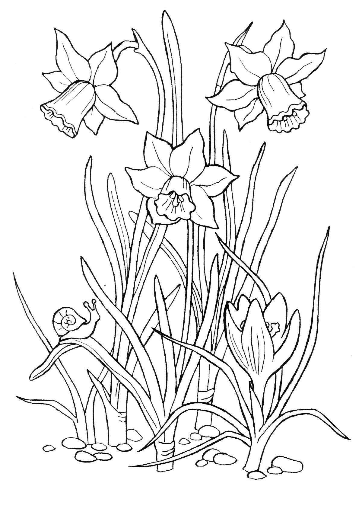 Picture daffodils