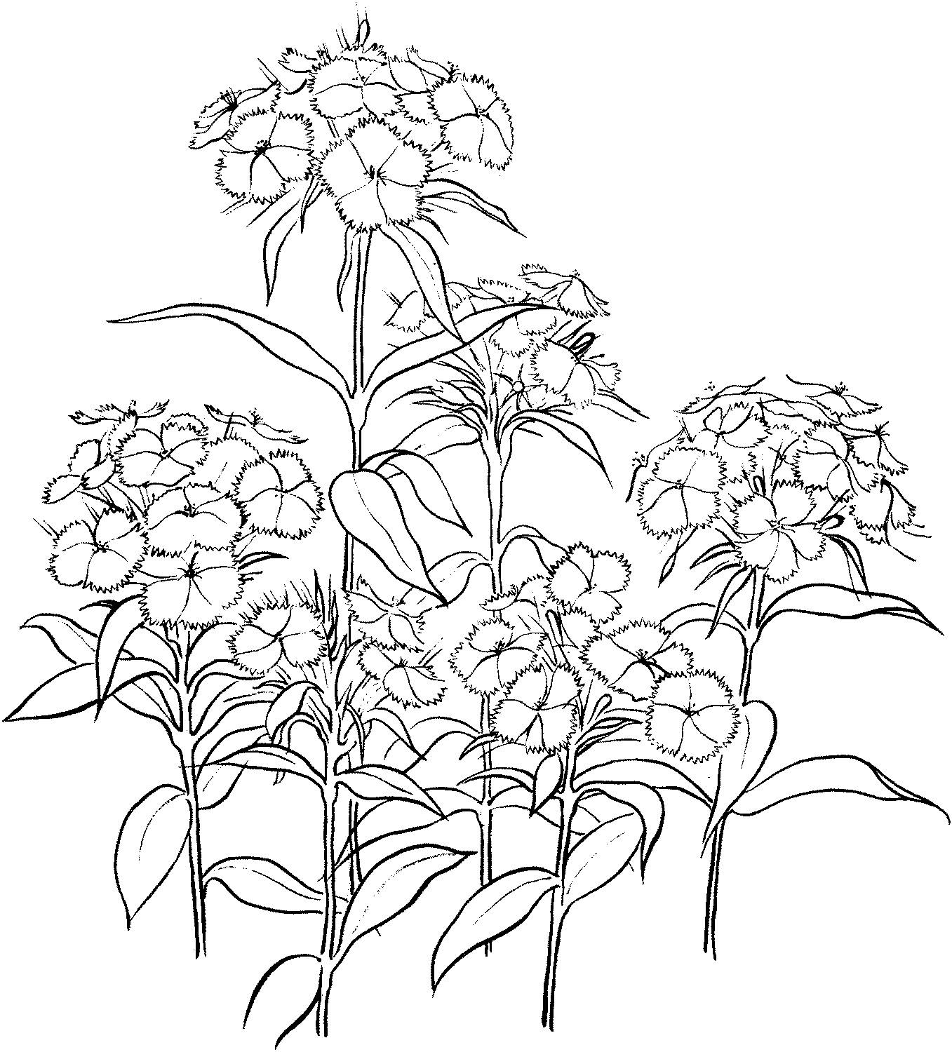 Chinese carnations