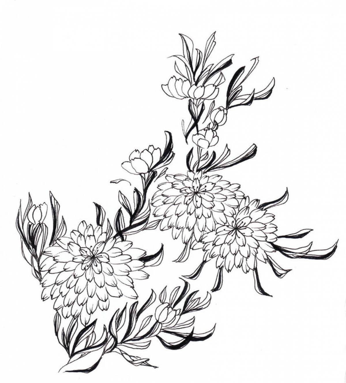 Chrysanthemum composition
