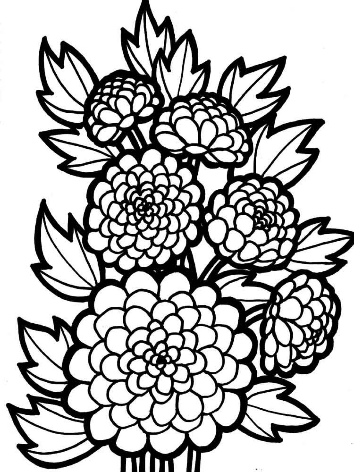 Chrysanthemum drawing