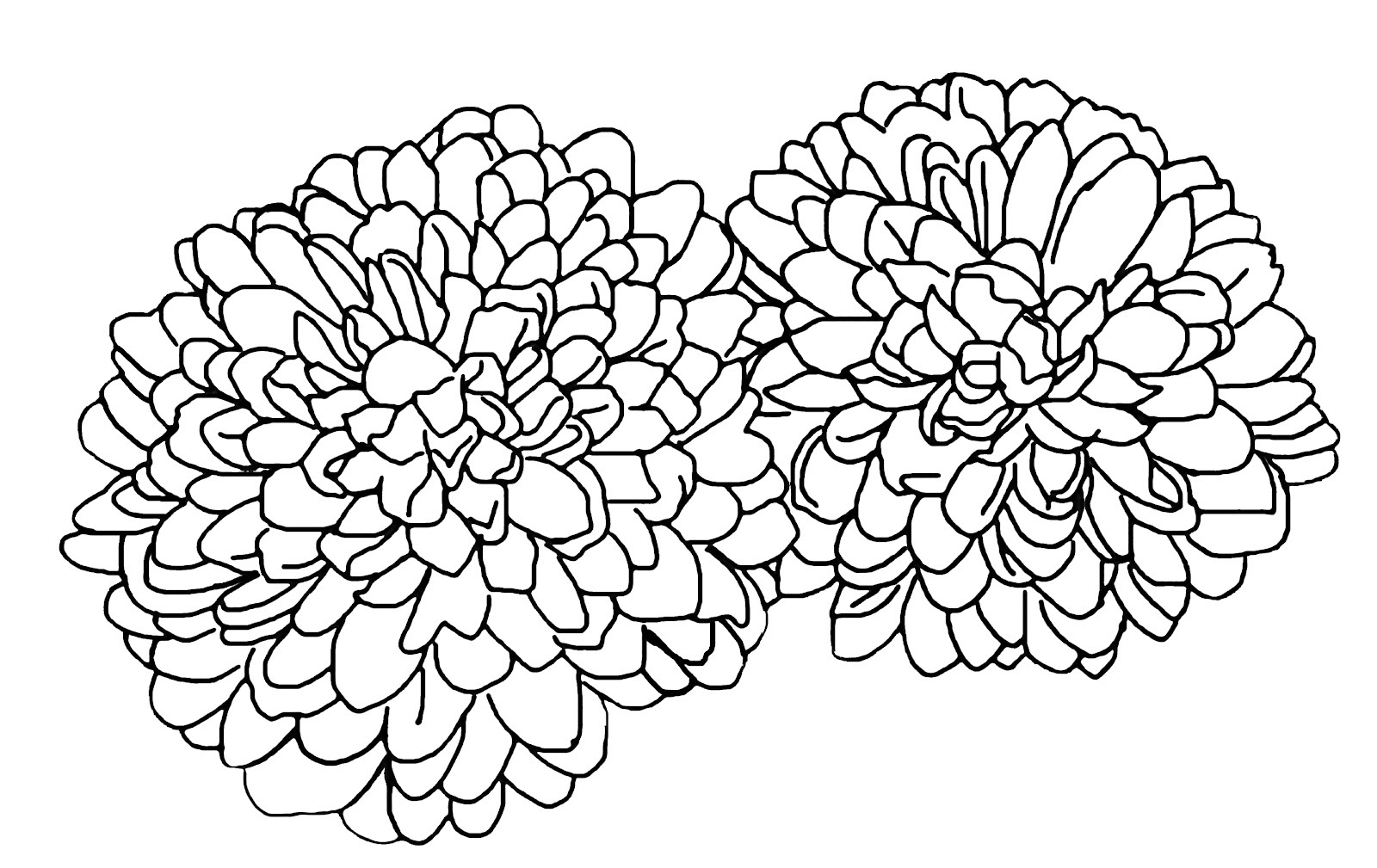 Две хризантемы