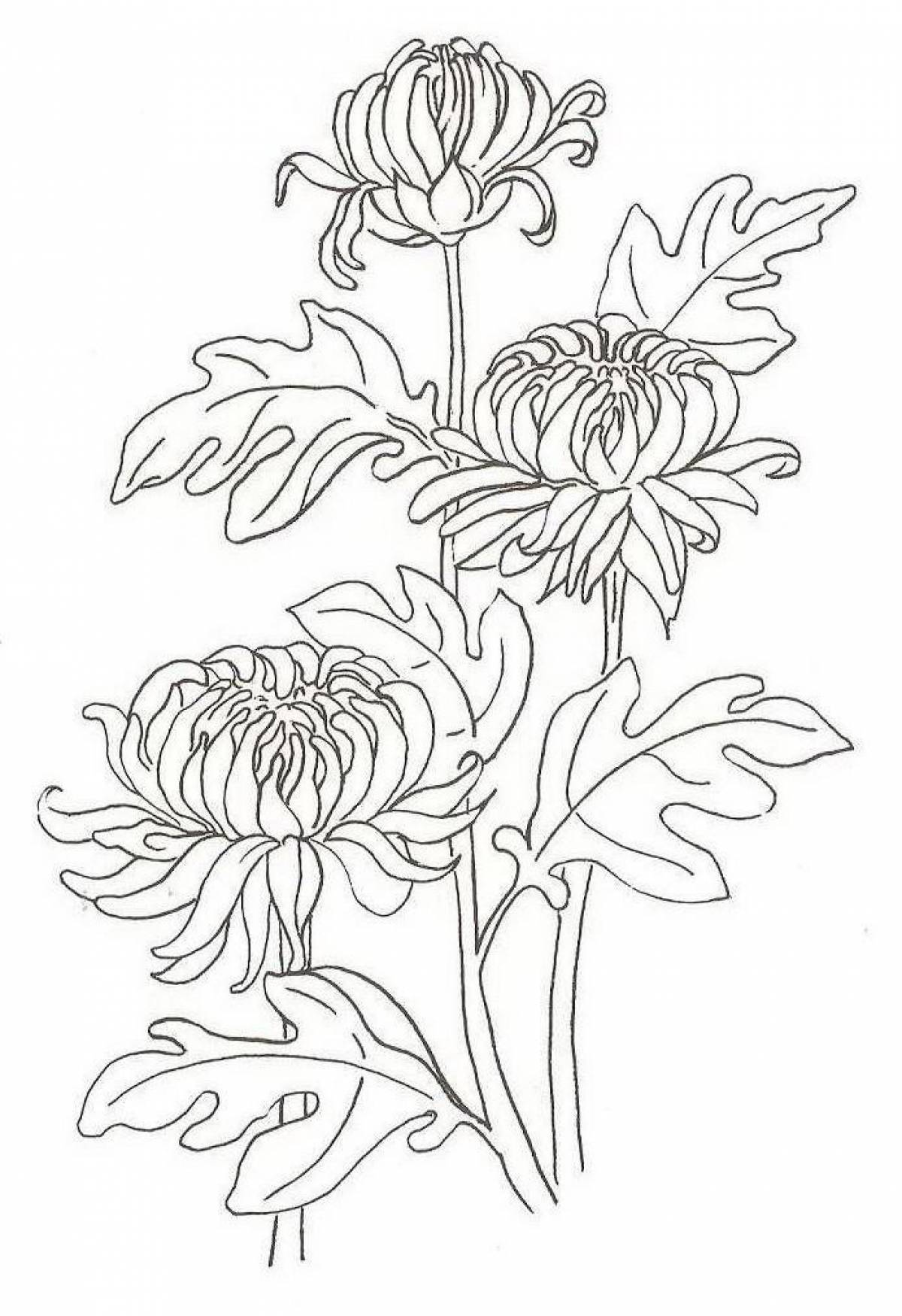 Хризантема раскраска для детей