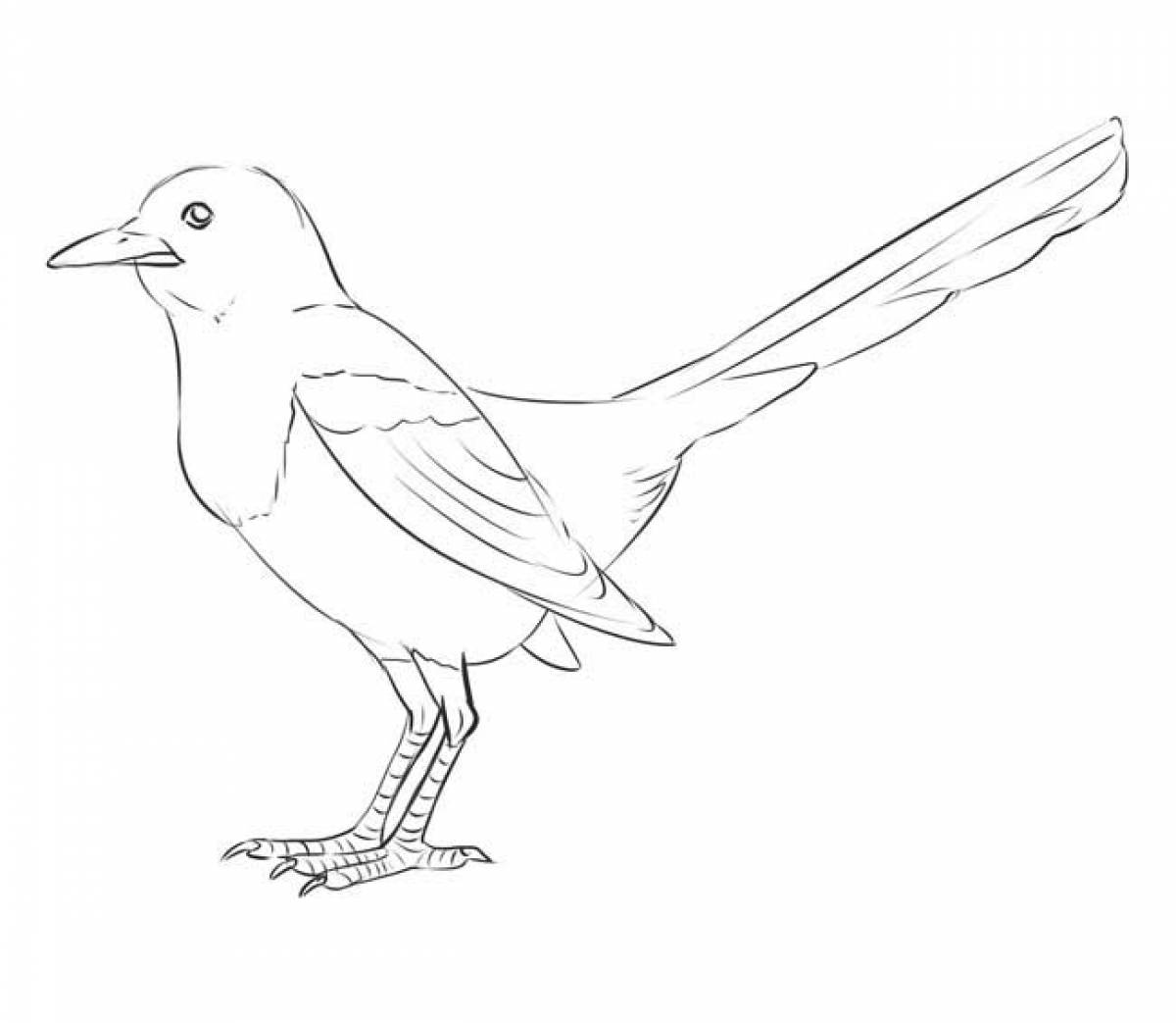 Magpie coloring page