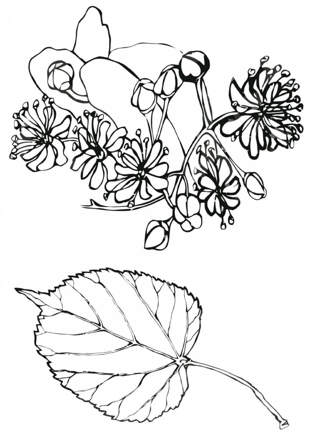 Linden flower