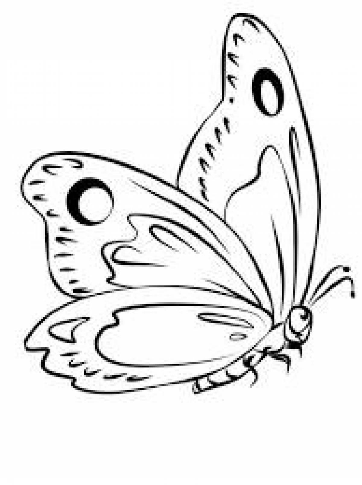 Бабочка с кругами