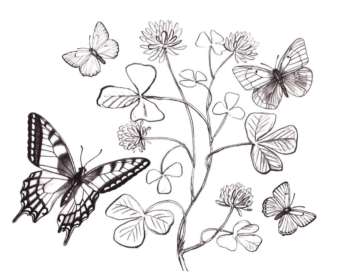 Бабочки на клевере