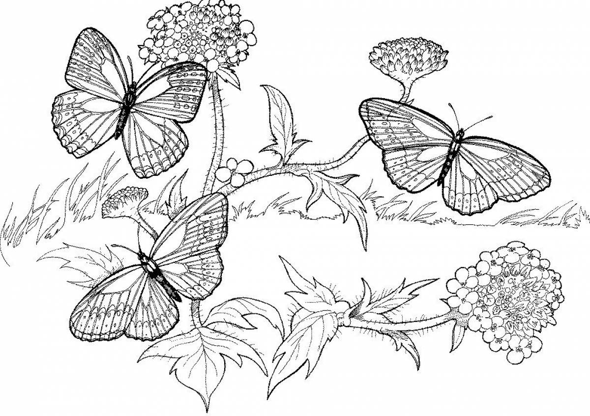 Бабочки на растении
