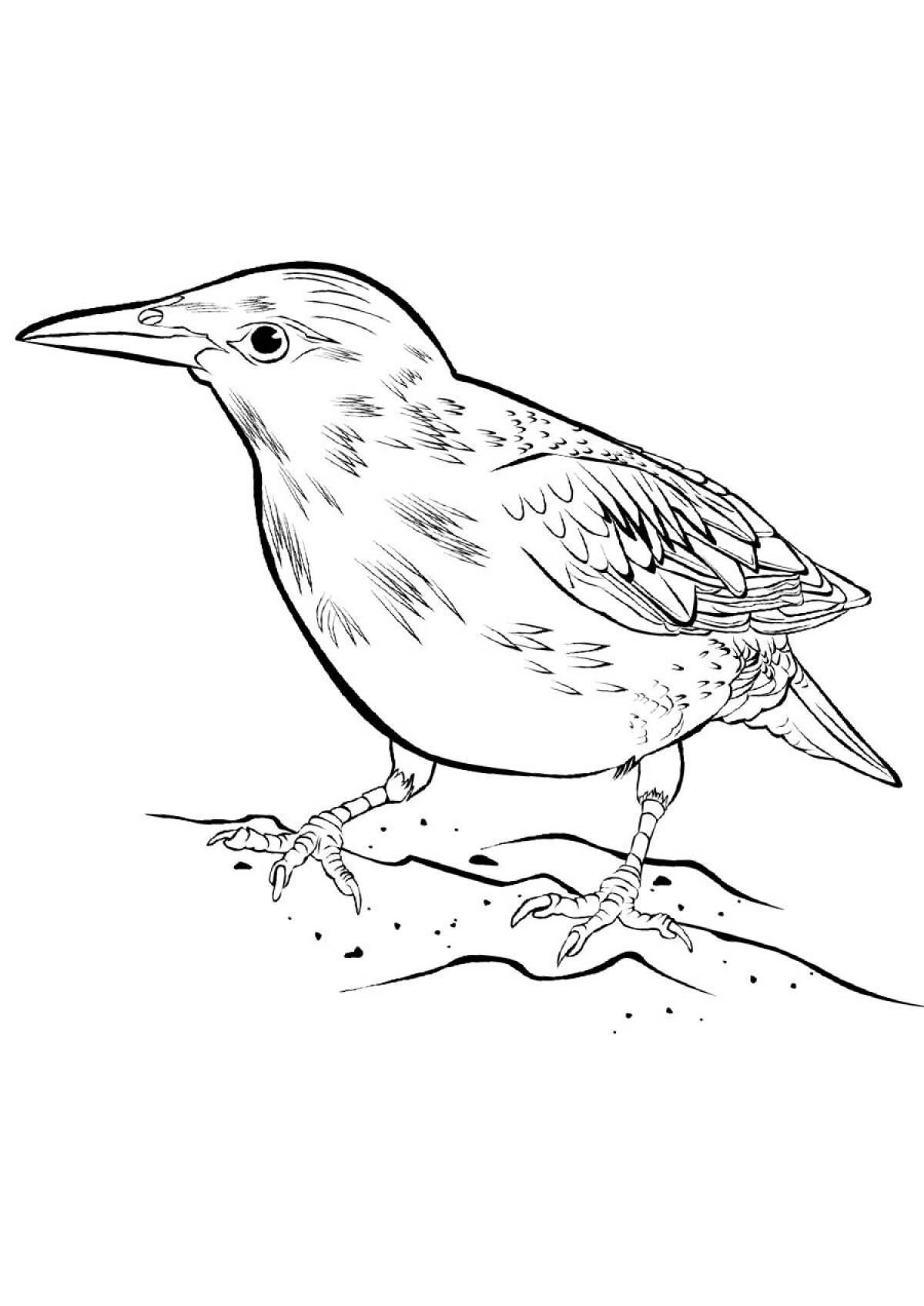 Starling coloring page