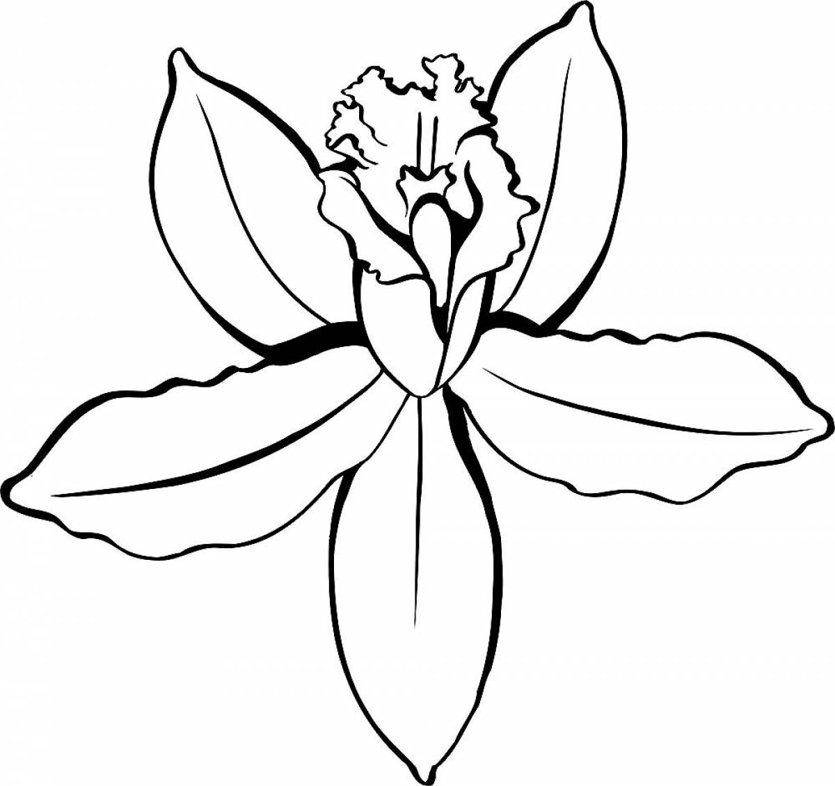 Фото Цветок орхидеи