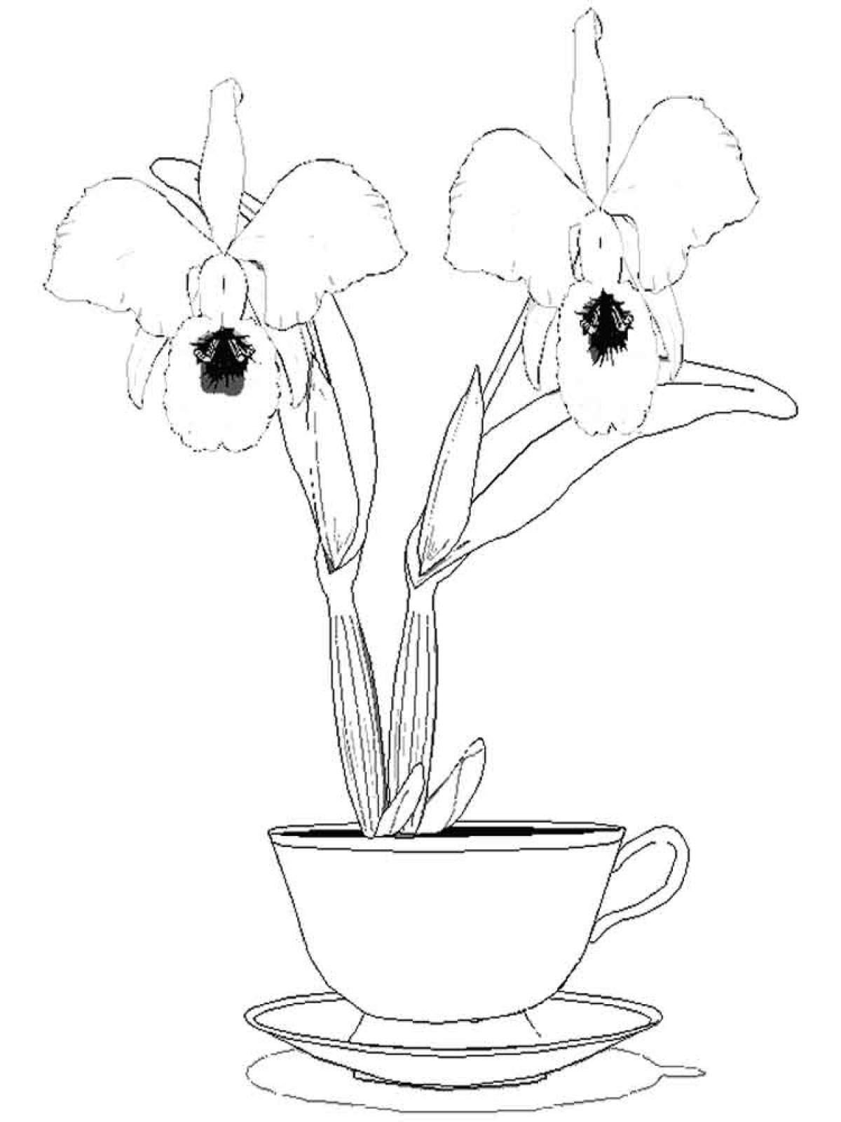 Фото Орхидея в чашке