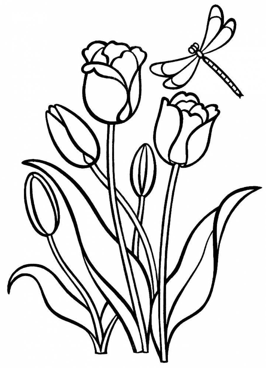 Раскраска цветы тюльпаны