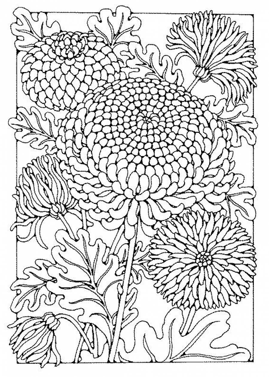 Рисунок хризантемы для раскрашивания