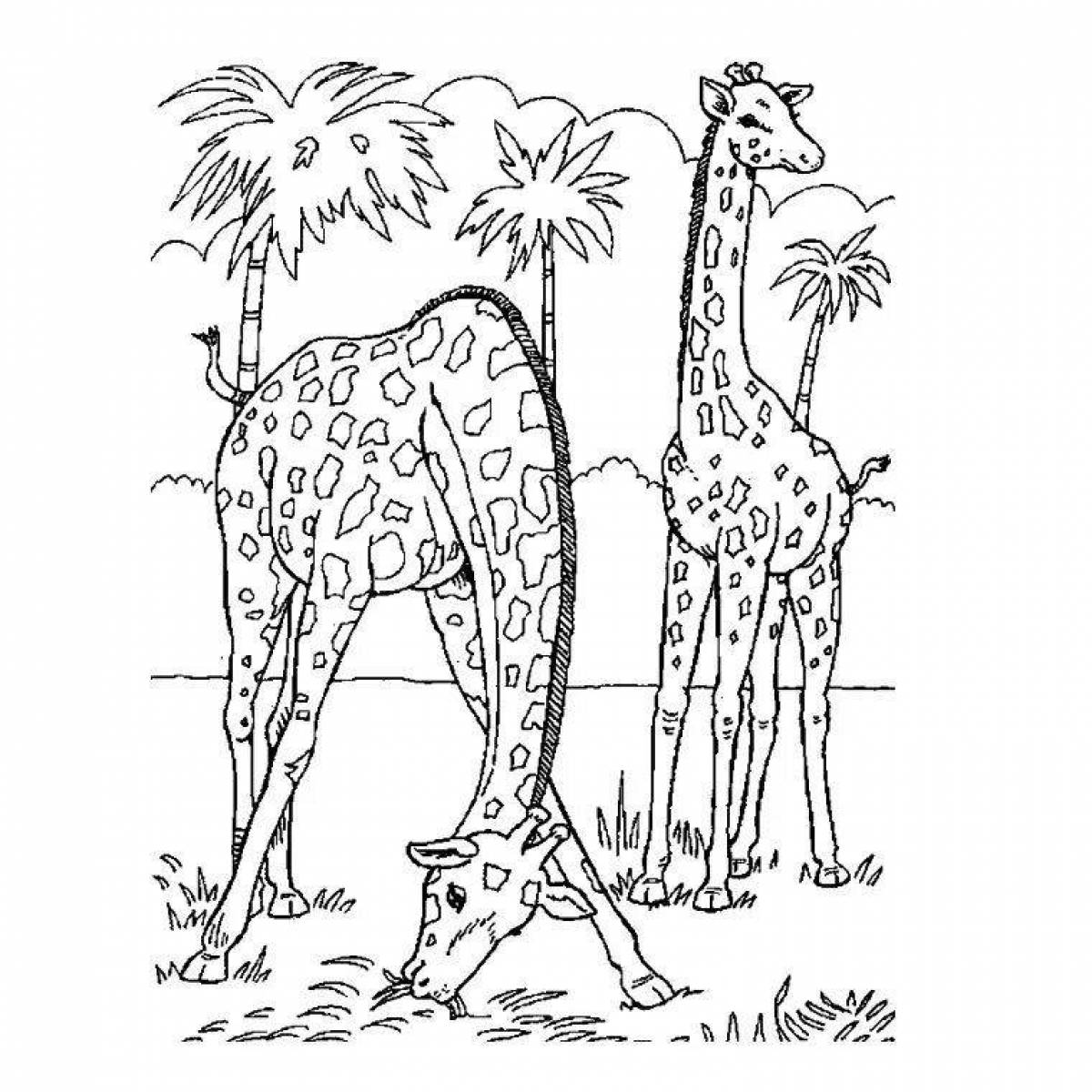 Животные группами раскраски. Жираф. Раскраска. Животные Африки раскраска. Жирафы раскраска. Раскраска жирафа для детей.