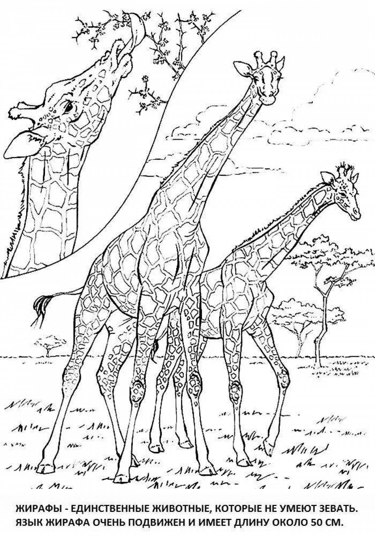 Amazing African zebra coloring page