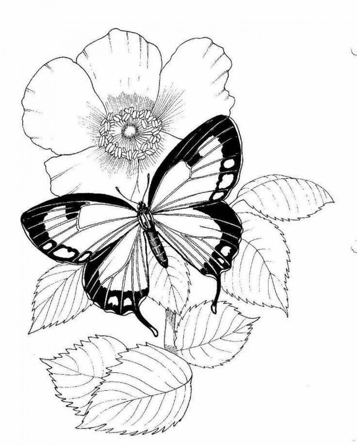 An elegant butterfly on a delightful flower
