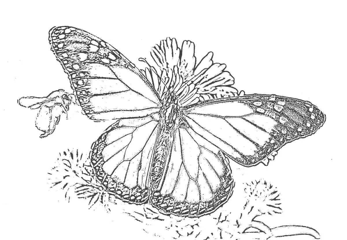 A fragrant butterfly on a graceful flower