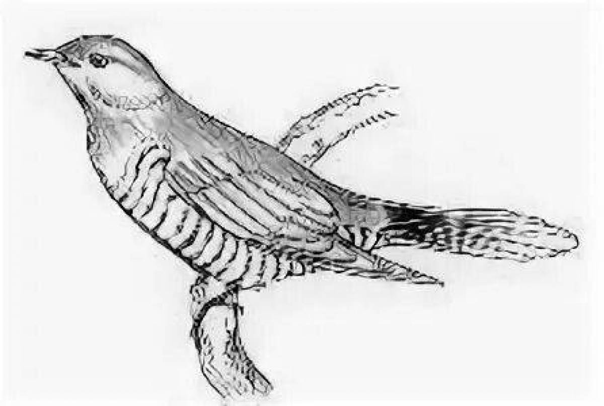 Outstanding cuckoo coloring page for beginners