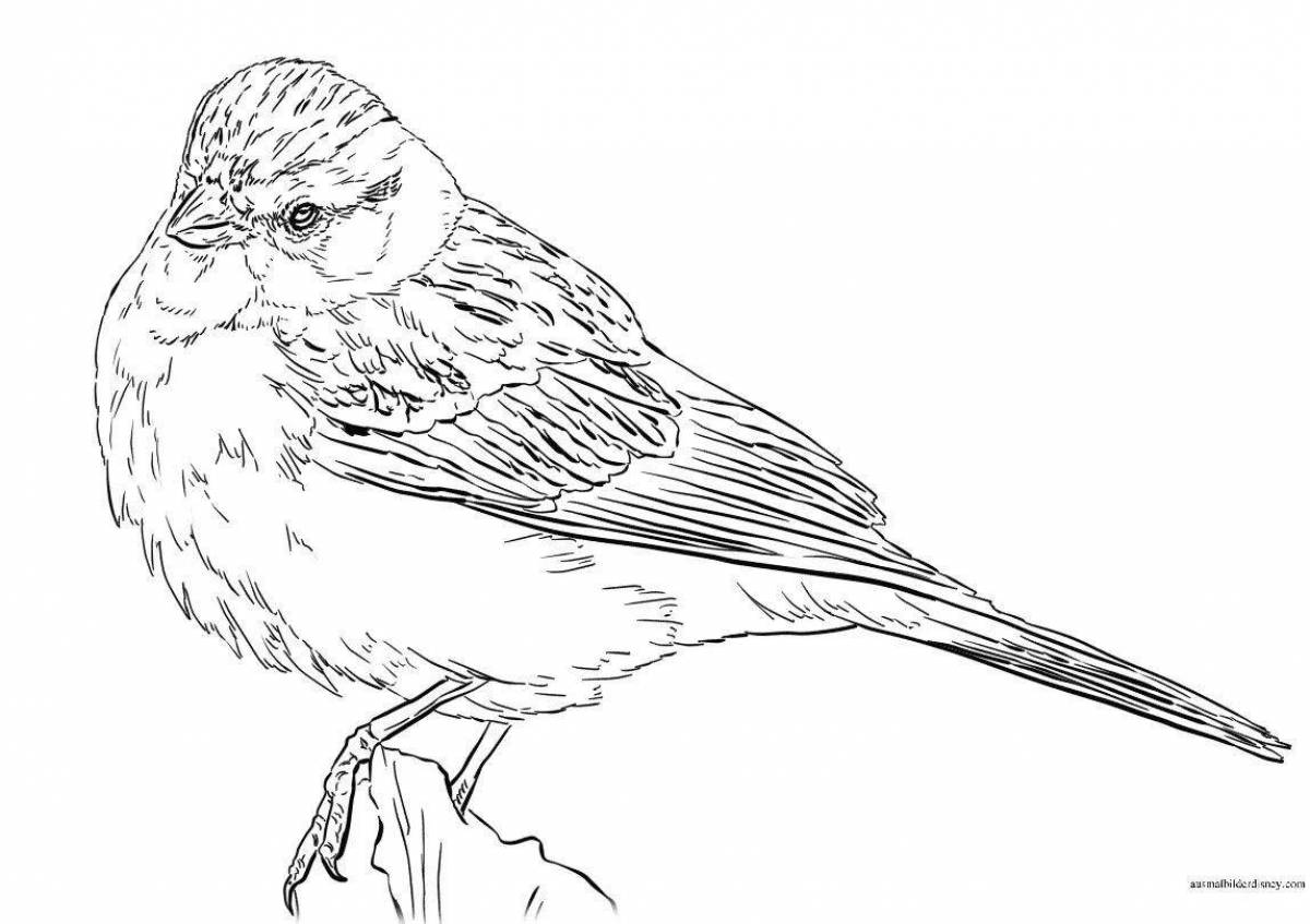 Amazing Sparrow Coloring Page for 6-7 year olds