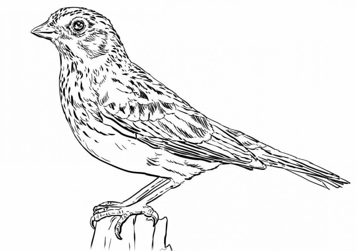 Outstanding sparrow coloring book for 6-7 year olds