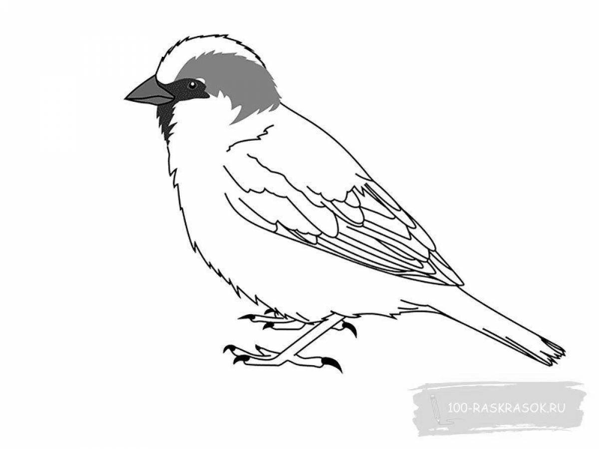 Unusual sparrow coloring book for kids 6-7 years old