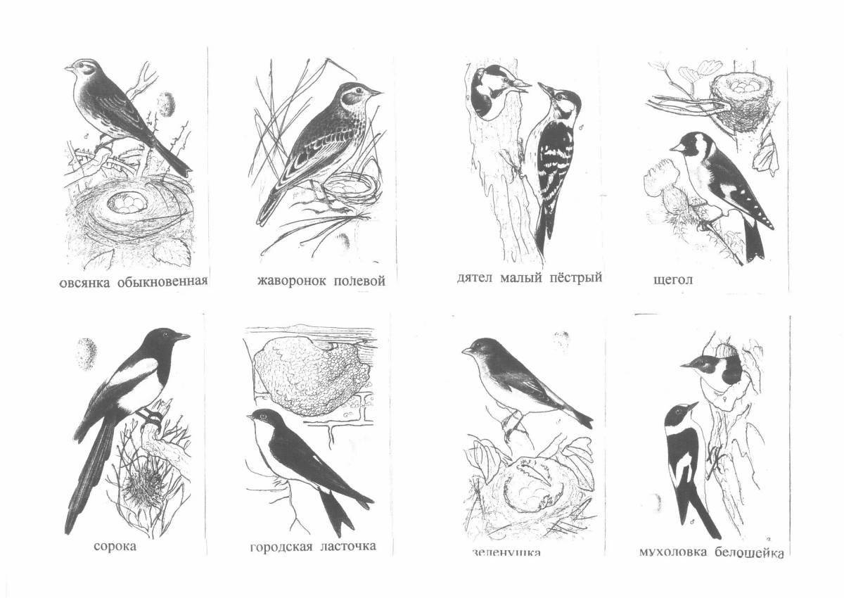 Раскраска яркие зимующие птицы с именами