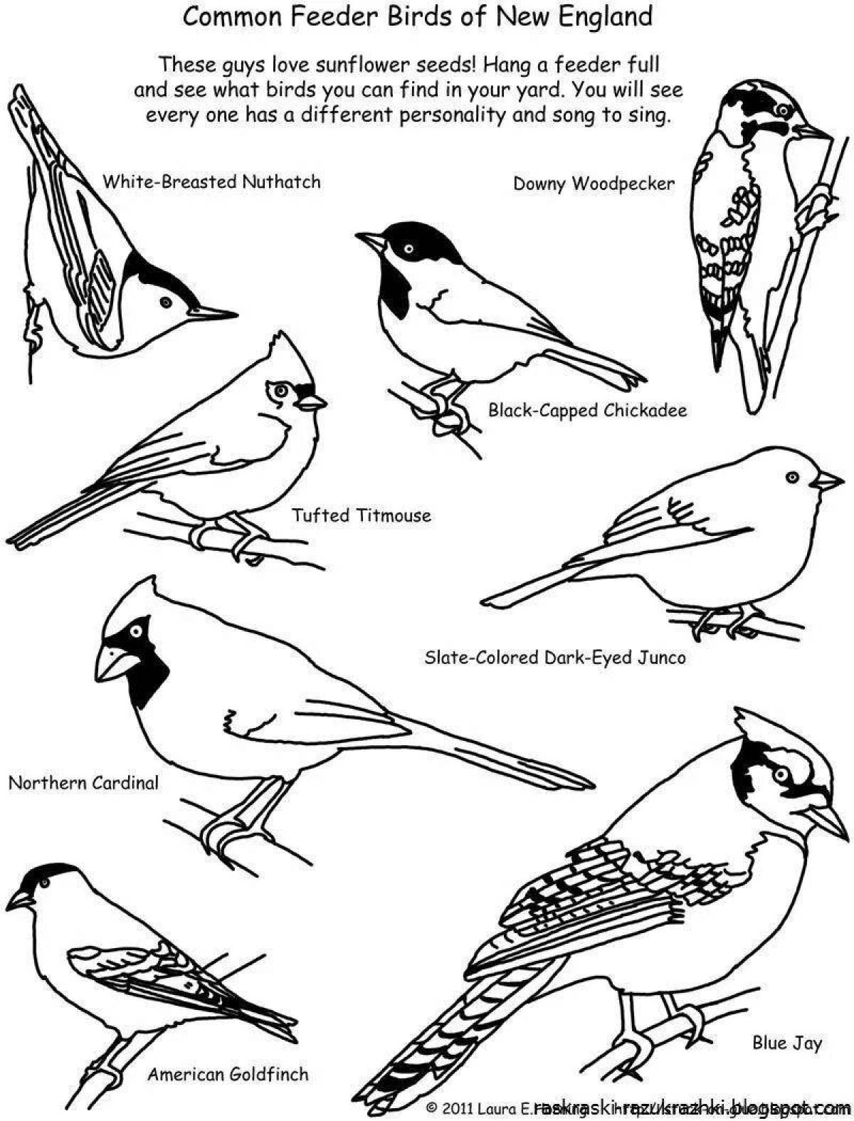 Exquisite coloring of wintering birds with descriptions