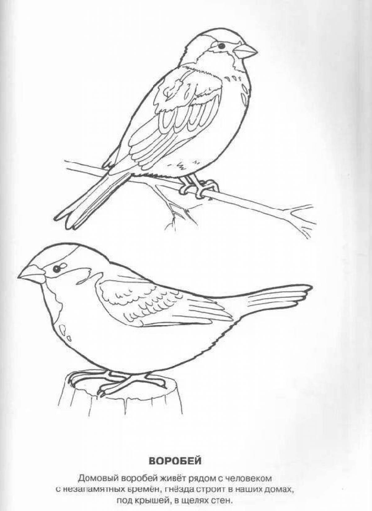 Adorable wintering birds coloring book with stickers