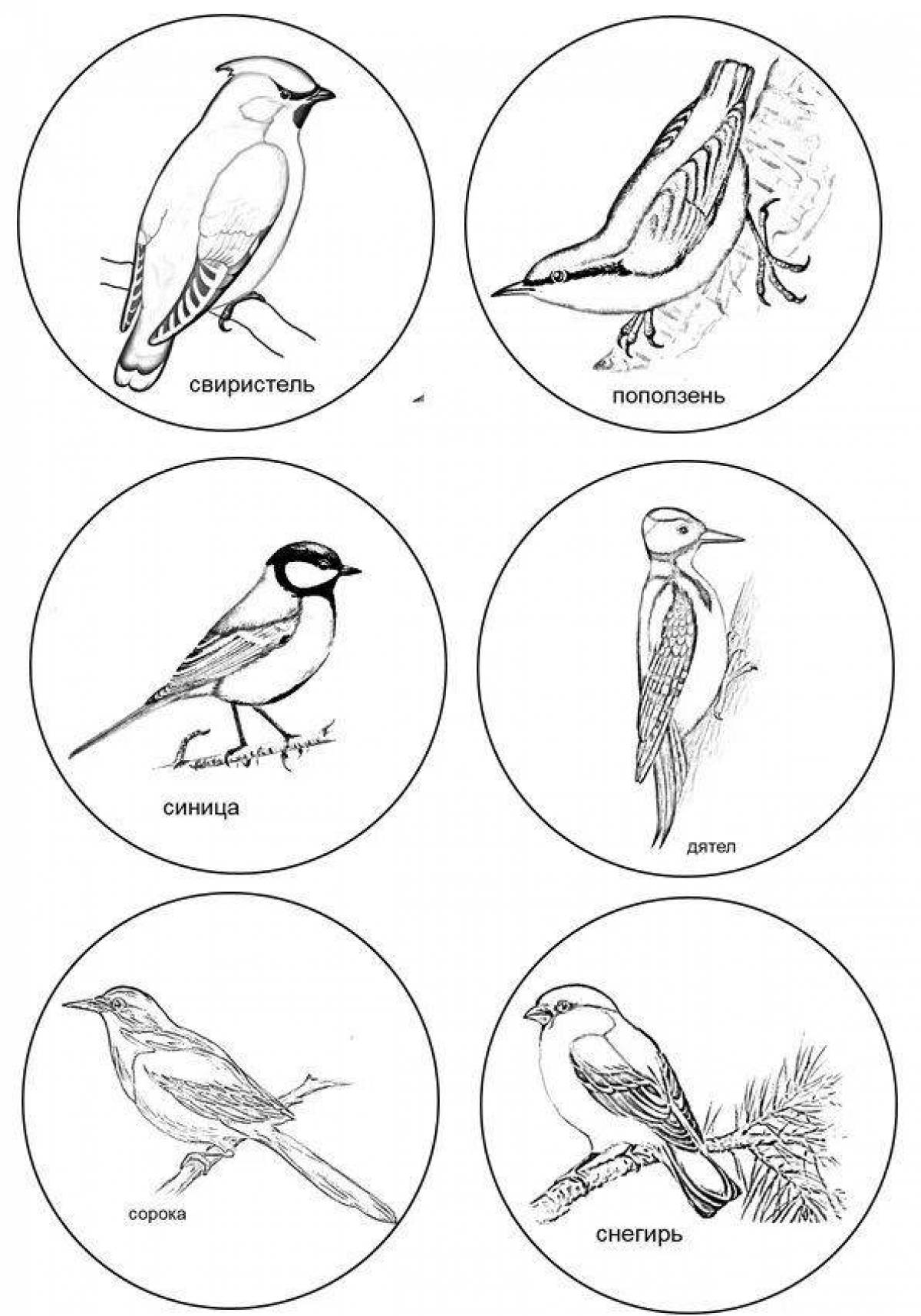 Coloring page wonderful wintering birds with identification