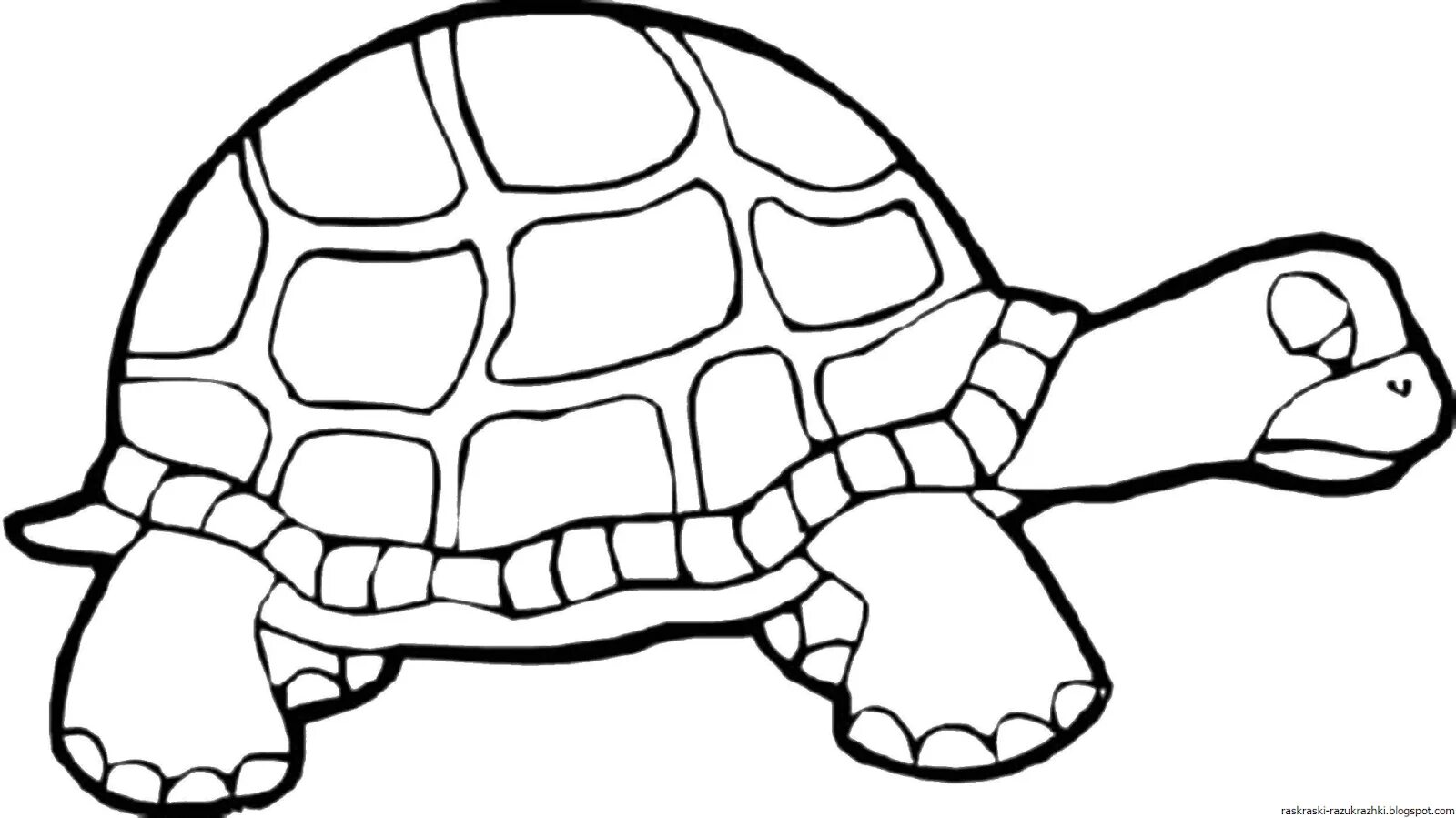 Fun coloring turtle for 3-4 year olds