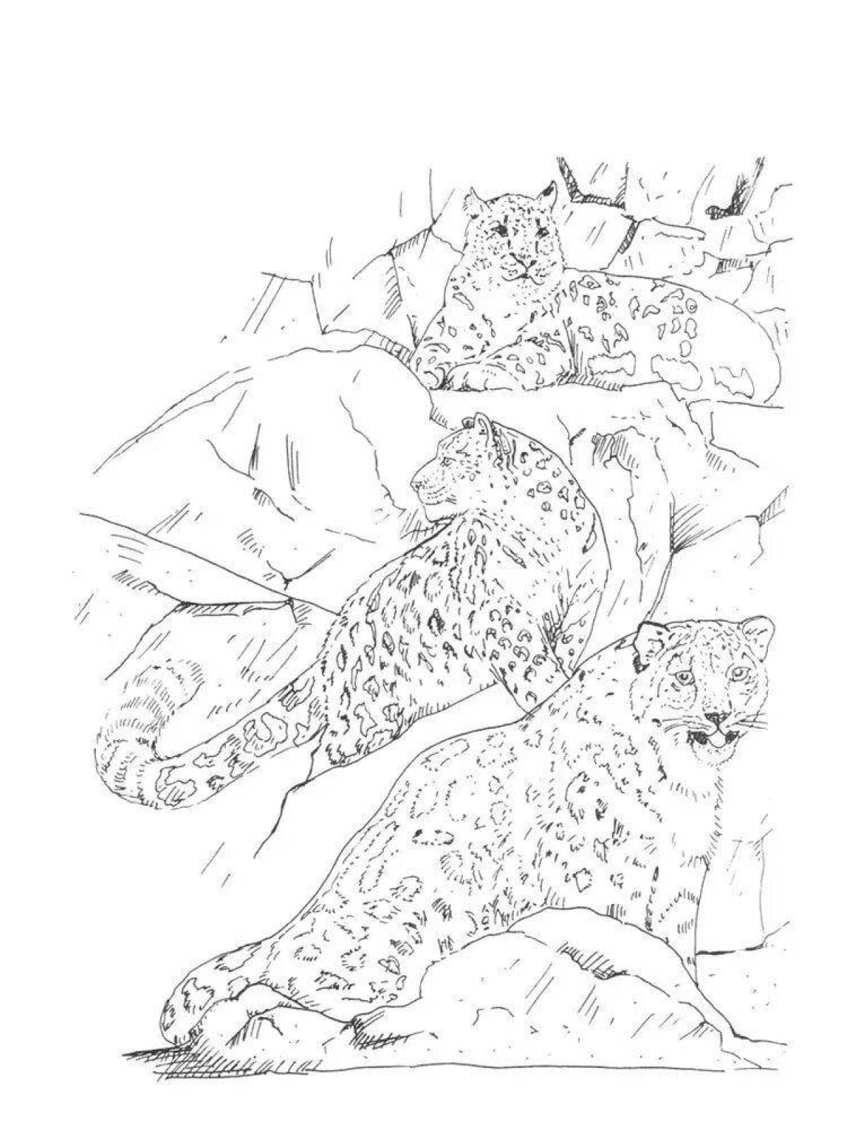 Awesome snow leopard coloring page