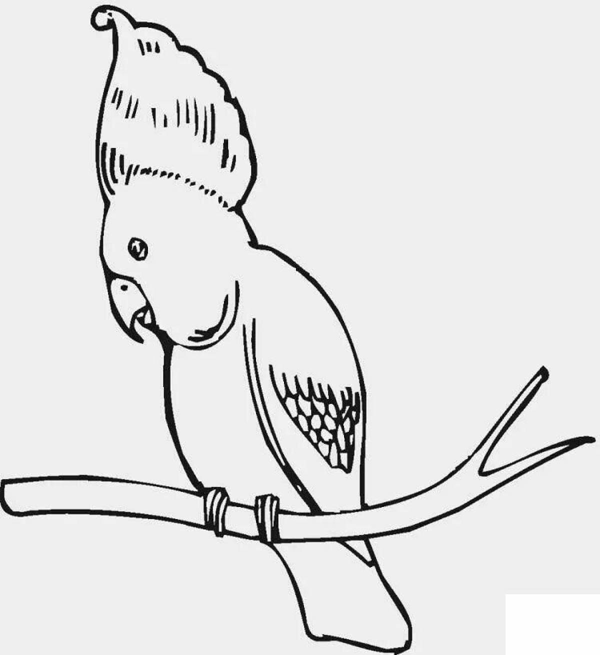 Coloring majestic cockatoo