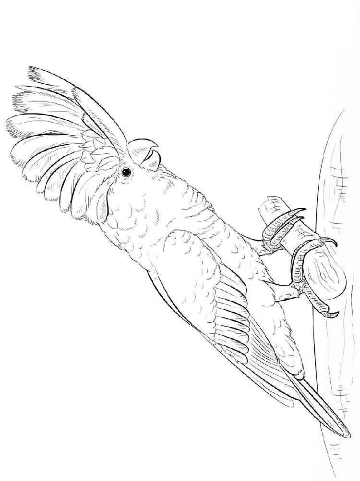 Graceful cockatoo coloring page