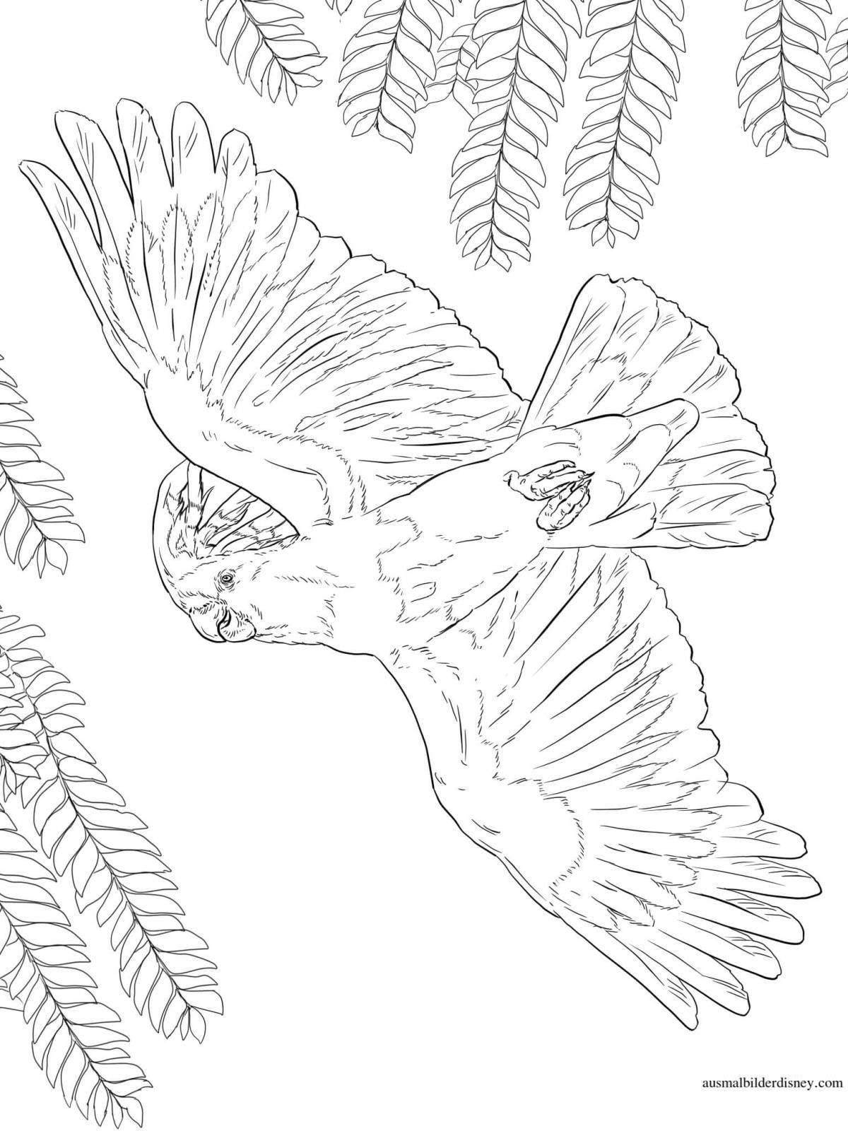 Раскраска экзотический какаду