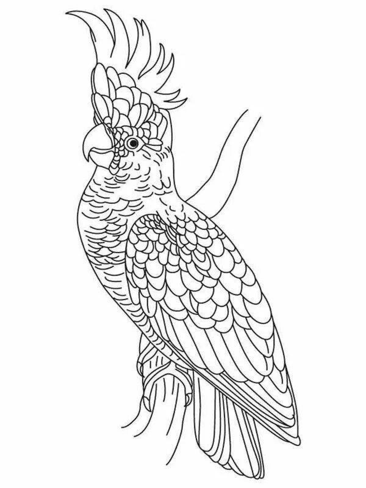 Coloring bright cockatoo