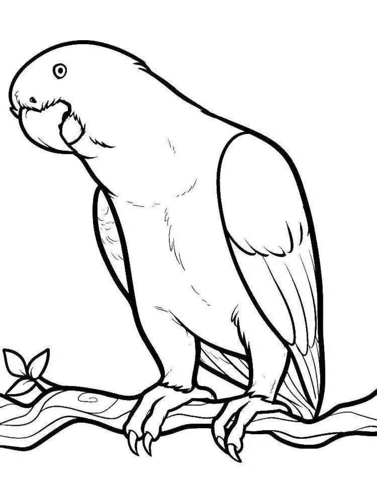 Coloring cute cockatoo