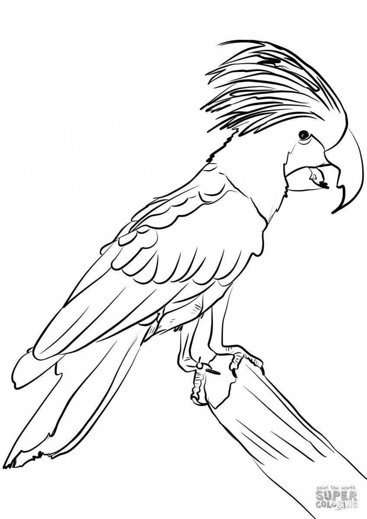 Coloring elegant cockatoo