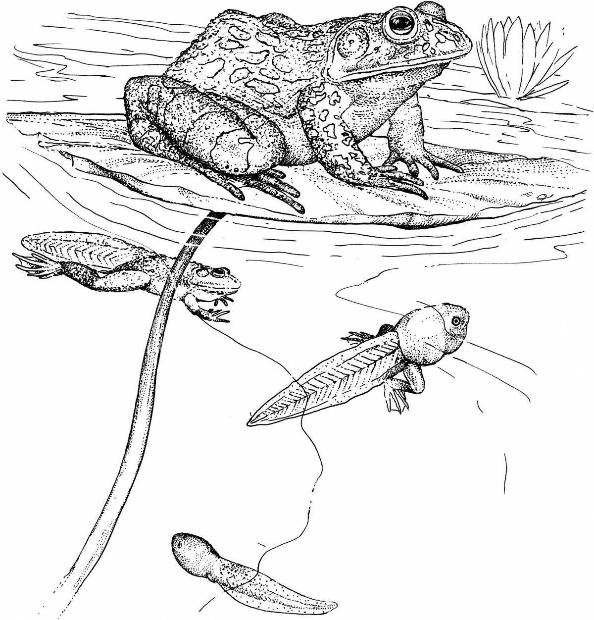 Amphibian playful coloring page