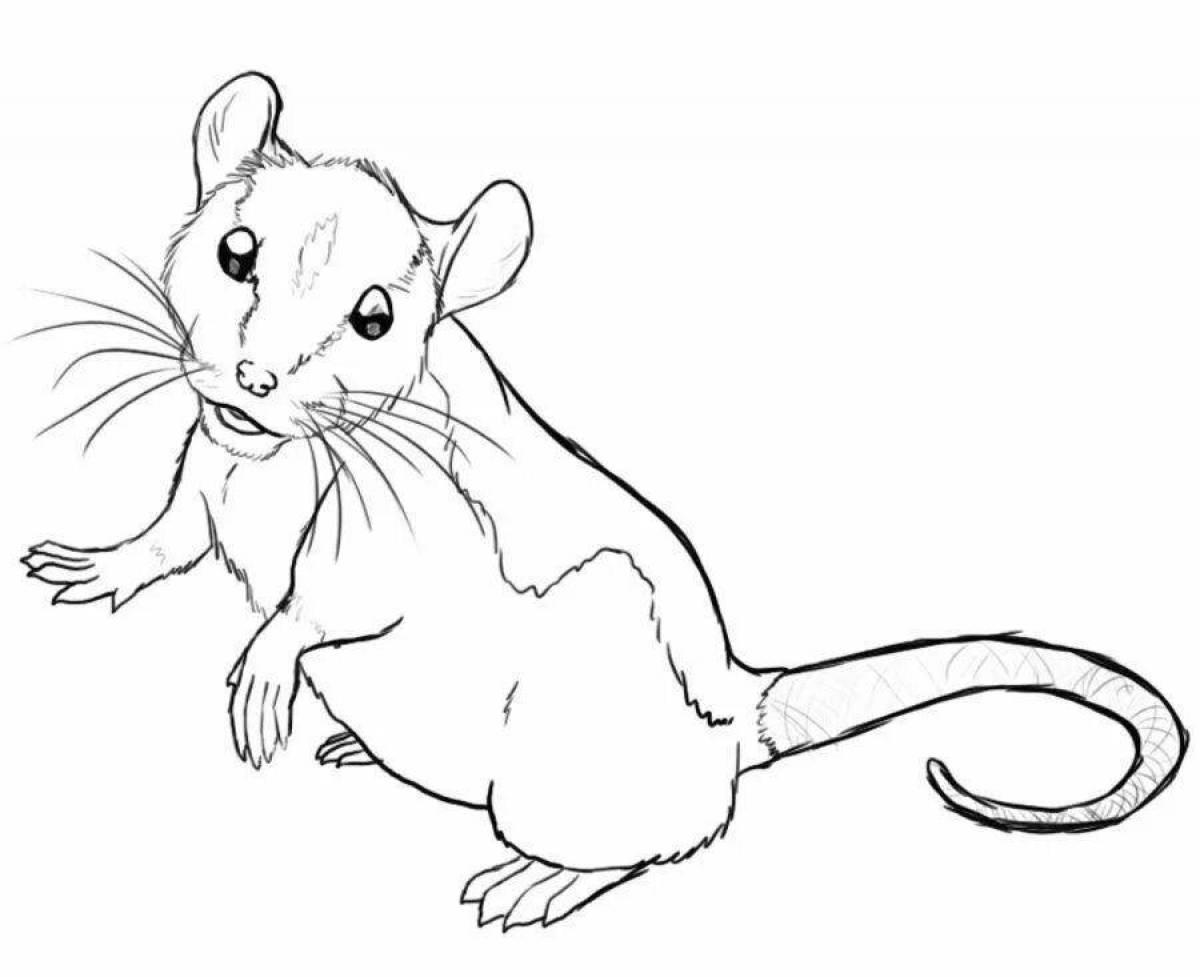 Рис мыши. Мышь раскраска. Крыса рисунок. Крыса раскраска. Крыса карандашом.