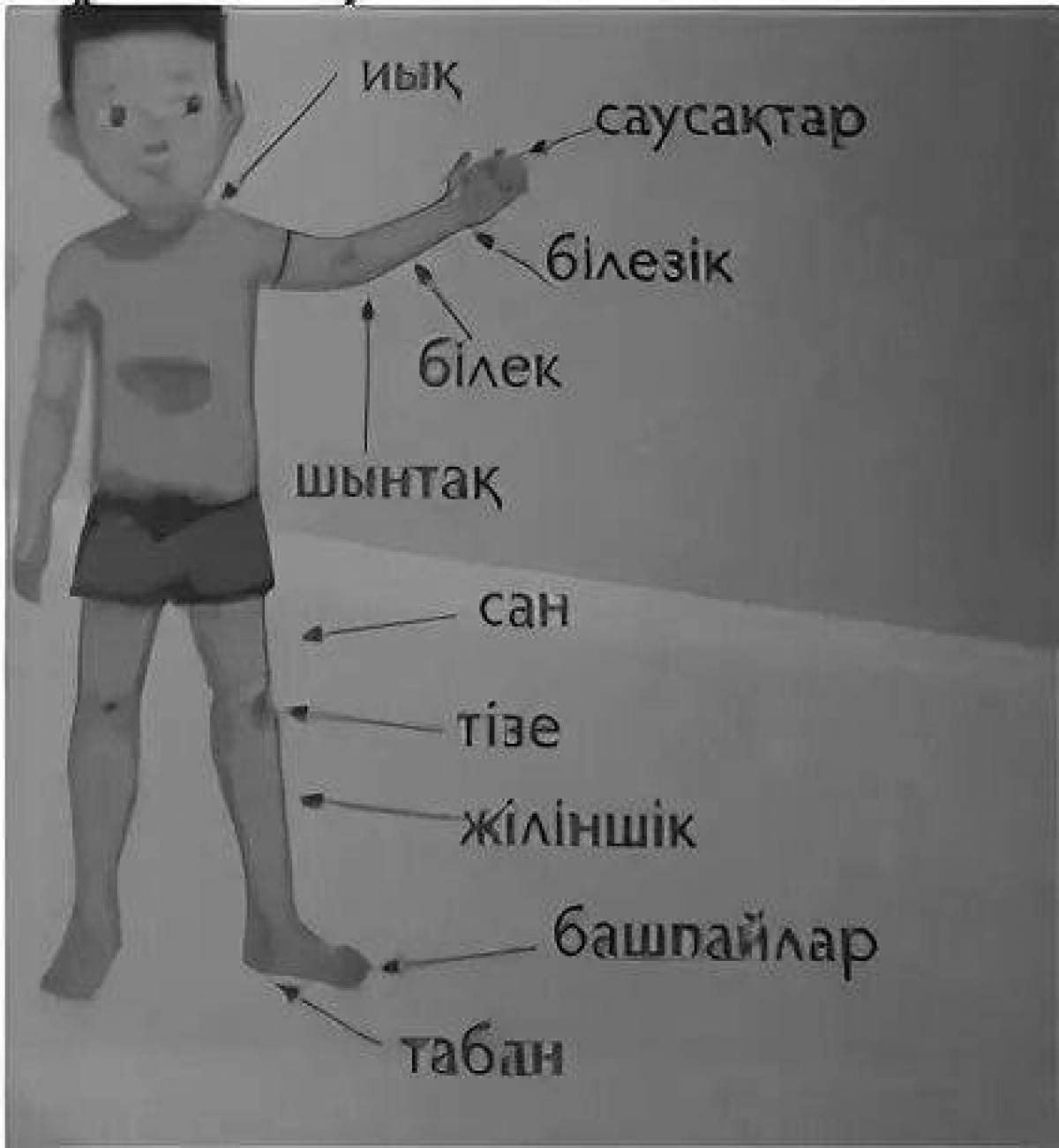 Дене мүшелері суреттер. Фото дене мүшелері. Дене мушелери суреттер.