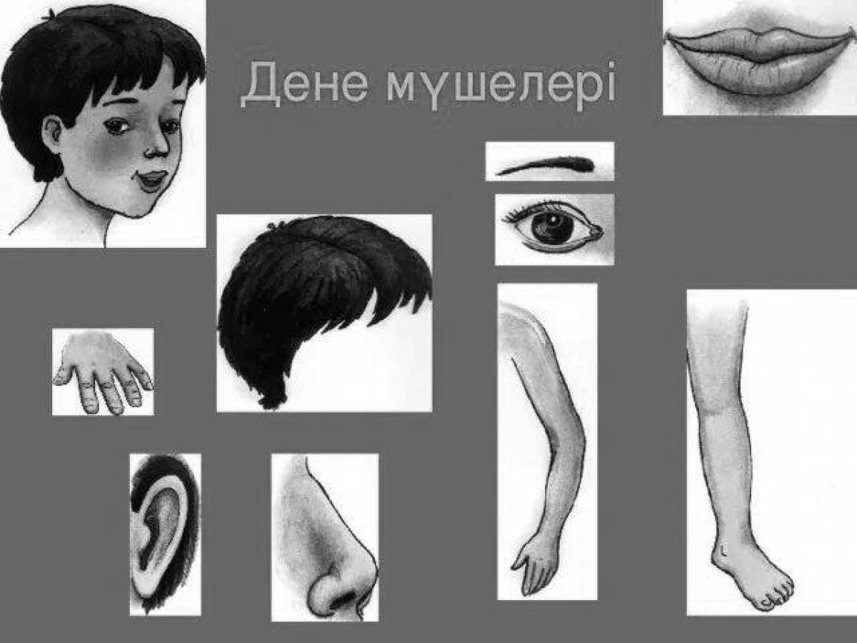 Дене мүшелері
