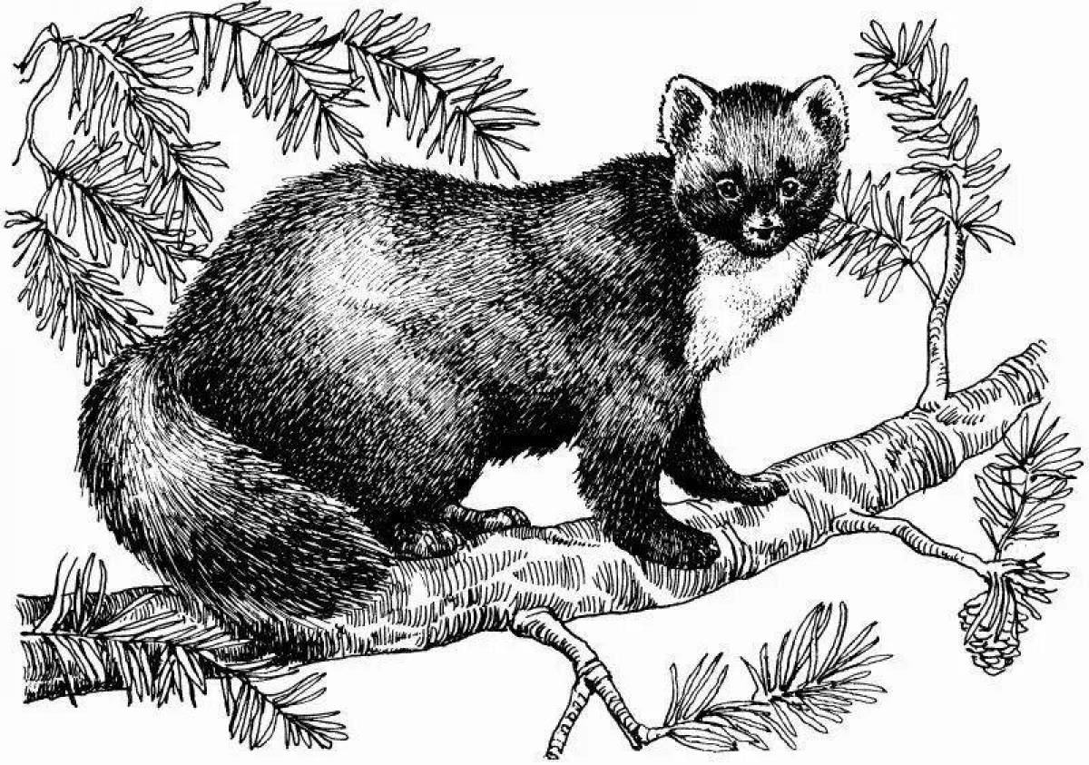 Outgoing marten coloring page