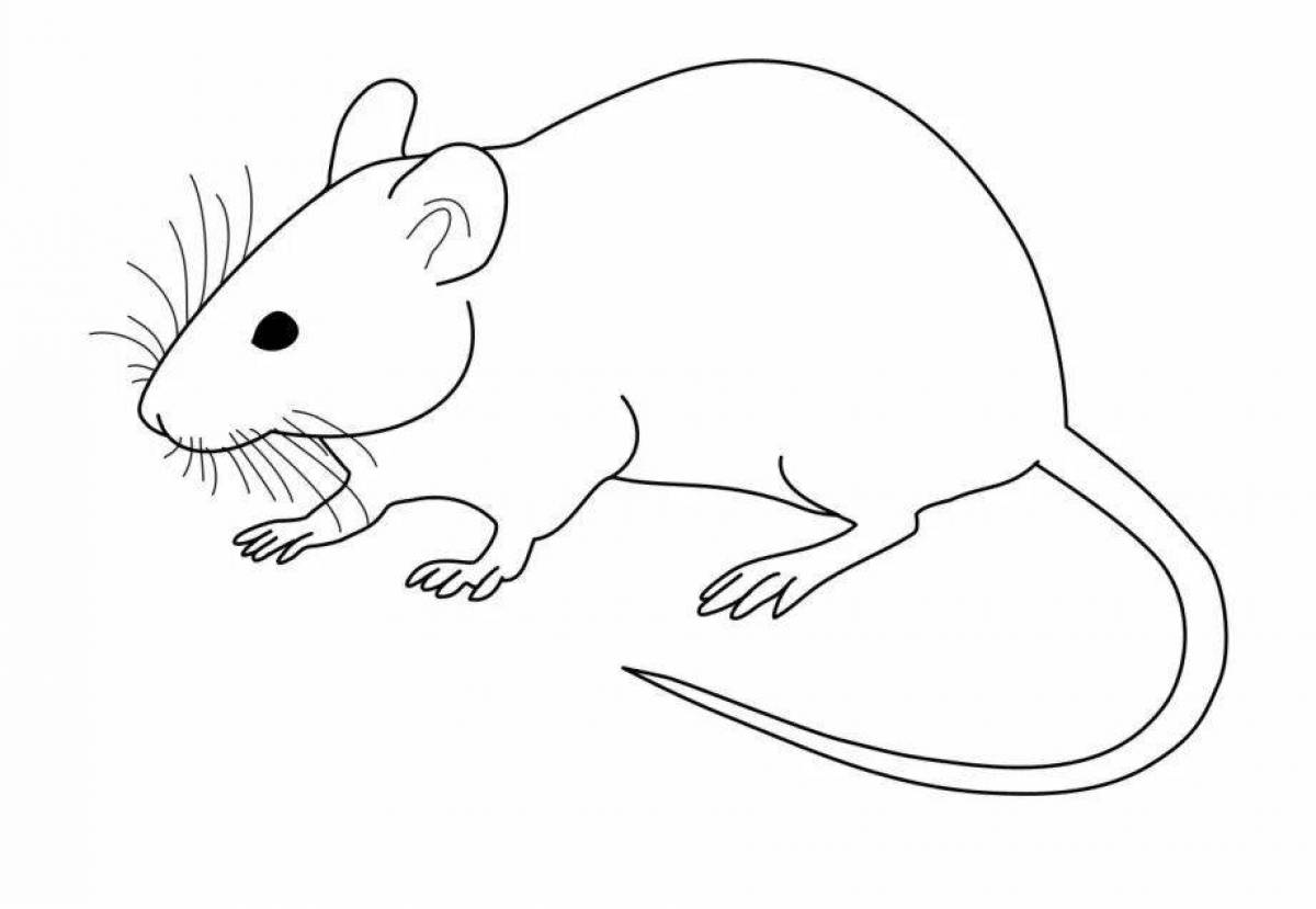 Naughty coloring rat