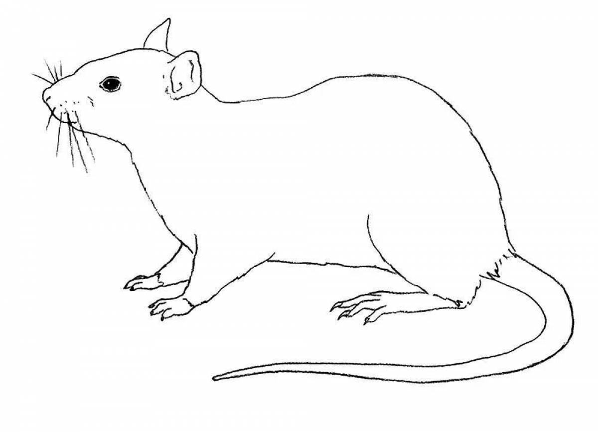 Очаровательная раскраска крыса