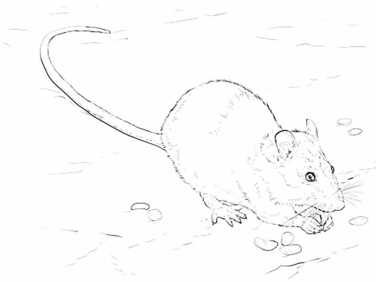 Крыса с Вишнёвой Шляпой раскраска