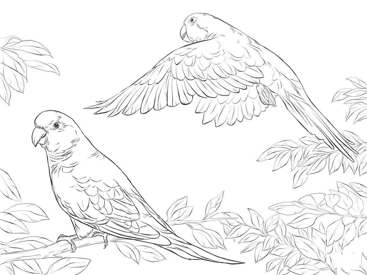 Анимированная страница раскраски попугаев