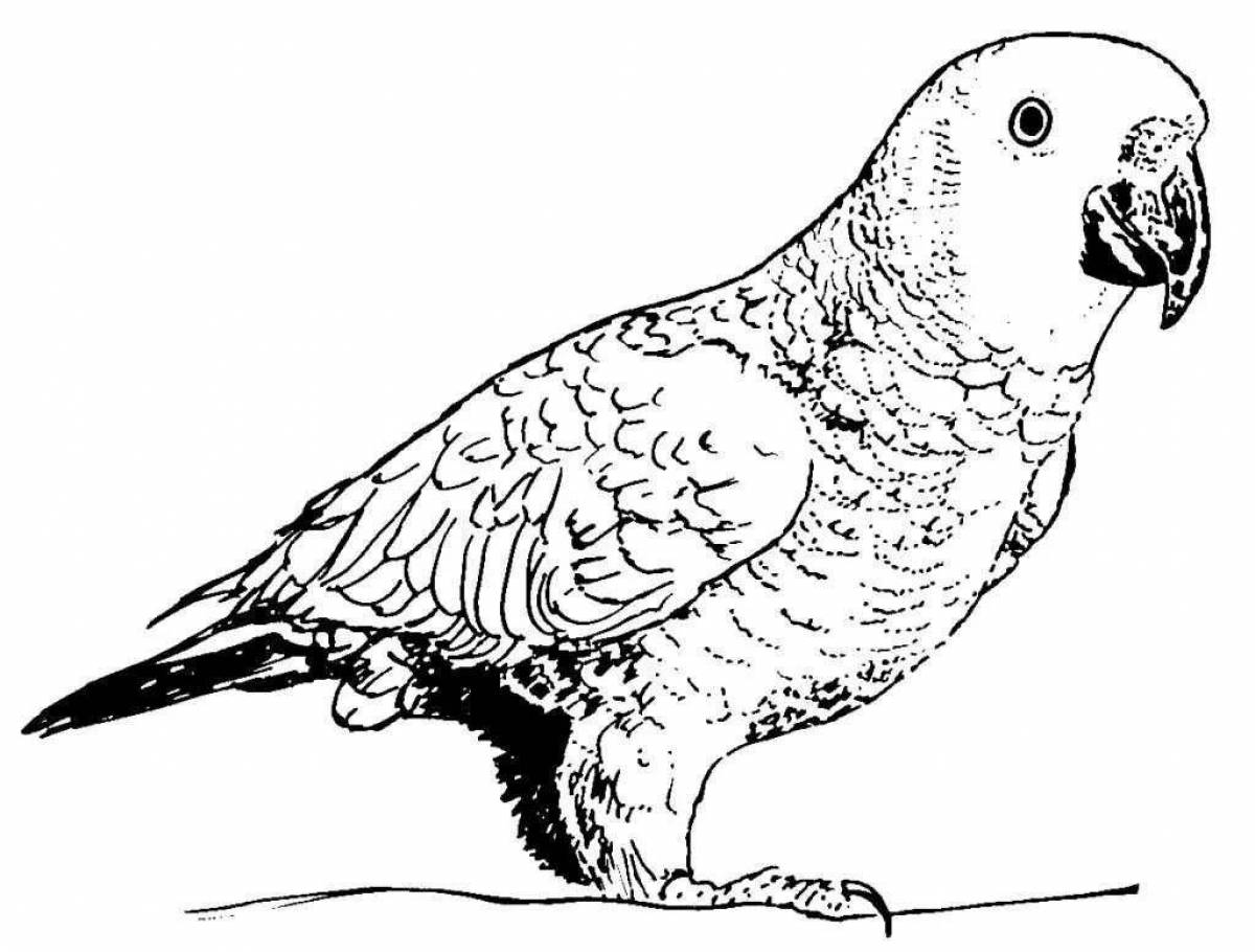 Очаровательный попугай раскраски