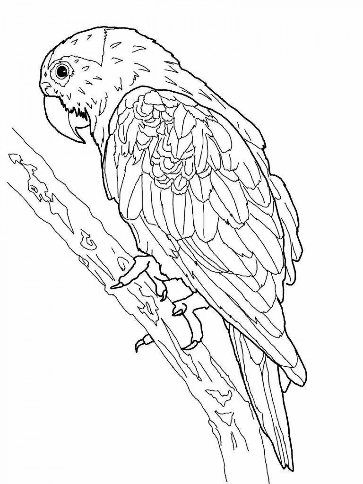 Coloring page dazzling parrot