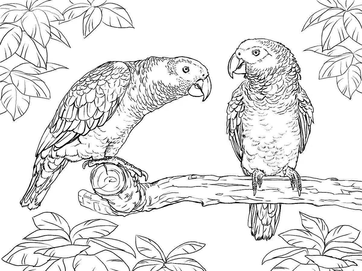 Coloring page king parrot