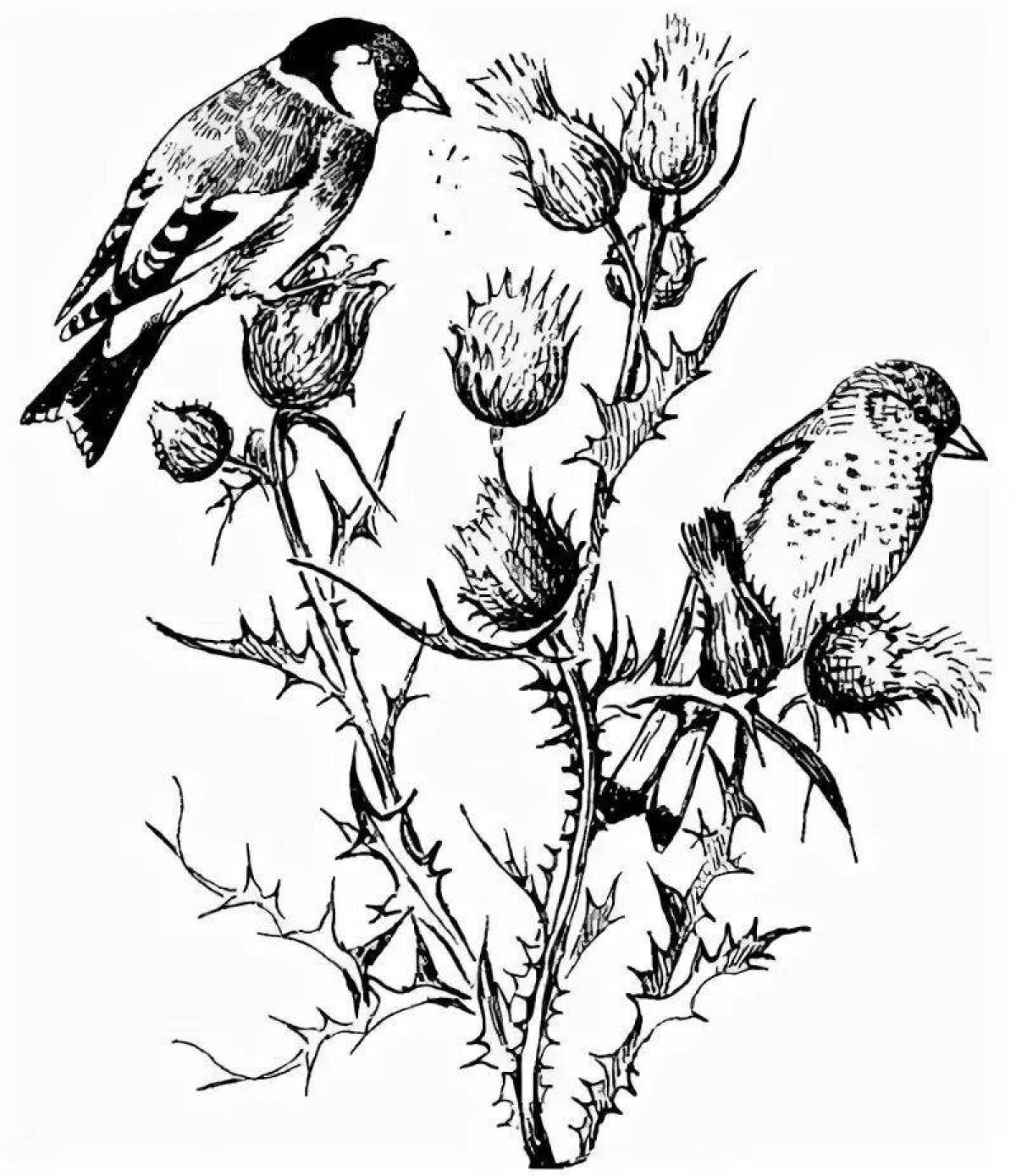 Amazing goldfinch coloring page